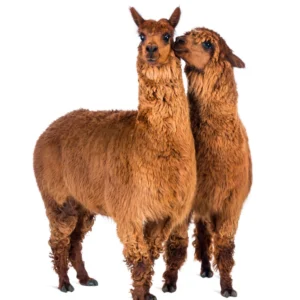 Alpaca en Lama