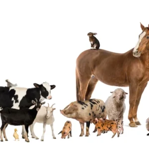 Overige Dieren