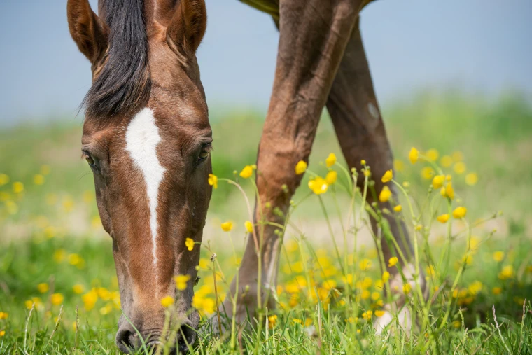Pferdeweide im Frhling - Wielens Tierfutter