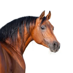 Je oude paard goed voeren