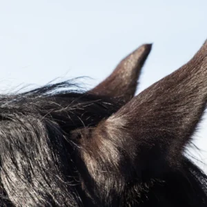 Paard en vuurwerk