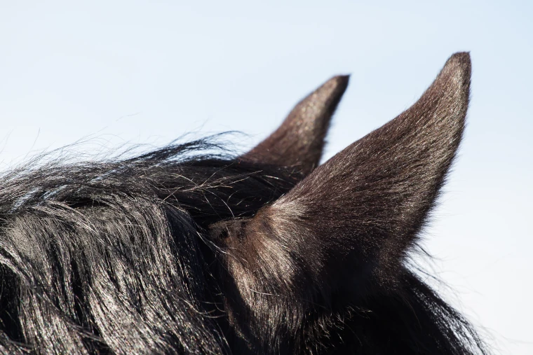 Paard
