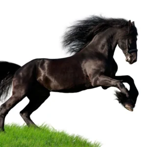 Paardenvoer en temperament