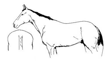 Vetscore 4 = (te) dik