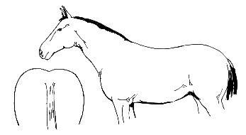 Vetsocre 5 = overgwicht